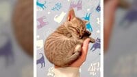 【映像】手のひらで眠る子猫