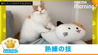 【映像】“ノールック”でマッサージをする猫