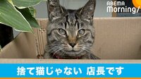 「捨て猫ではありません 店長です」
