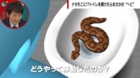 トイレのふたを開けたら巨大ヘビ…侵入経路を検証