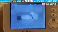 【映像】カメラが捉えた「赤ちゃんを見守る猫」の貴重映像