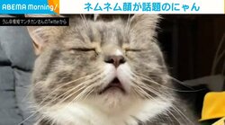 口を三角にして目をシパシパ… 今にも眠りそうな1歳猫の“おじいちゃんのようなウトウト顔”が話題