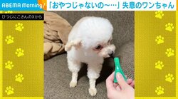 「おやつかな??」 トイプードルの期待が“失望”に変わる瞬間が話題