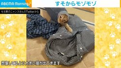 子ども用ズボンの裾から出てくる猫 予想外の体の大きさに「想像以上w」「デカァ！」と驚きの声