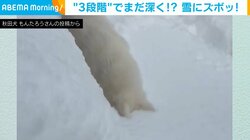 どんな気持ち？？ 突然顔を雪に突っ込む犬 3段階に分けて深く埋める姿が話題に