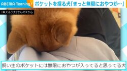 おやつ欲しさにポケットを探る柴犬 “豪快に”顔を突っ込む姿に「お菓子でてくるといいねー」「匂いが残ってるのかな」と話題