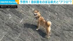 急斜面のぼる柴犬のリードを持つ“飼い主の姿”が話題「ものすごいアフロかと思った」「頭付近が真っ暗闇で怖くなった」