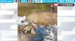 見ていてハラハラする… カルガモ親子のお引越し　激流の中で取り残された子ガモ一羽が大奮闘、一体どうなるのか？