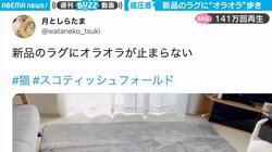 猫が新品のラグに“ペタペタ”と大興奮 ラグにはたくさんの“遊んだ跡” SNSで「じわじわと笑いと癒しが」“140万人”が癒やされる