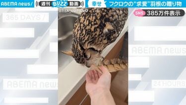 フクロウが自身の羽根を飼い主にプレゼント…目を閉じながら渡す“求愛