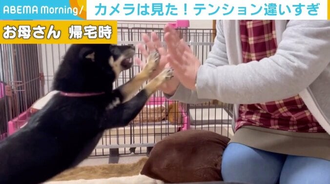 夫が日ごろ感じていた愛犬の態度の違い… カメラを設置→妻が帰宅すると大はしゃぎする姿が 2枚目