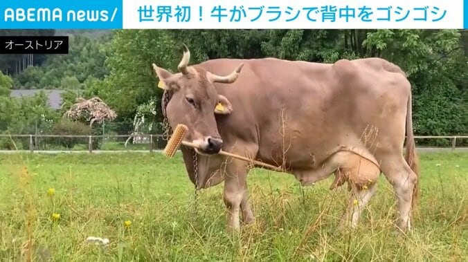 ブラシをくわえた牛