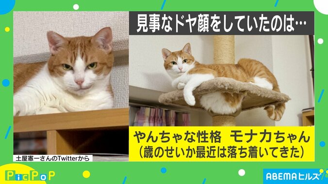 悪巧み？ボス感漂う猫の“キメ顔”が話題「ニヒル」「見透かされてる気分」 2枚目