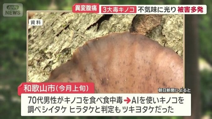 AIがシイタケ、ヒラタケと判定もツキヨタケだった