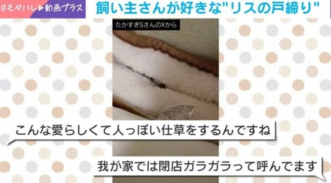 リチャードソンジリスのゆずちゃん