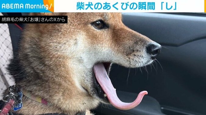 柴犬のお嬢ちゃん