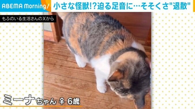 猫のミーナちゃん