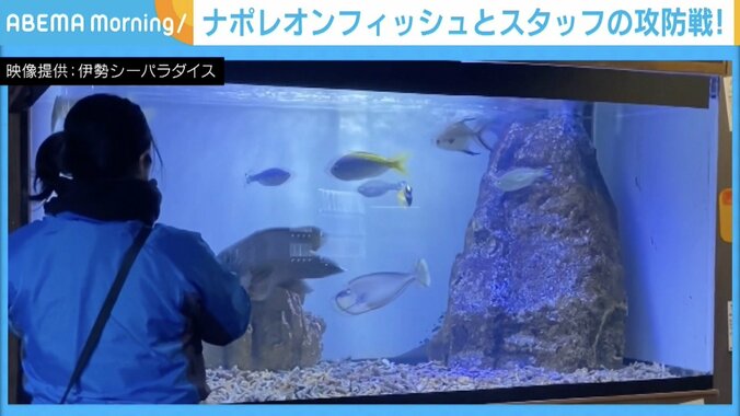 ナポレオンフィッシュ