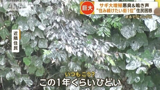 大量のフンで葉が白く染まる