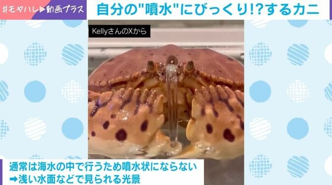 トラフカラッパ