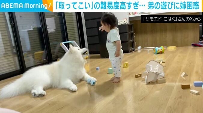 サモエドのこはくちゃん