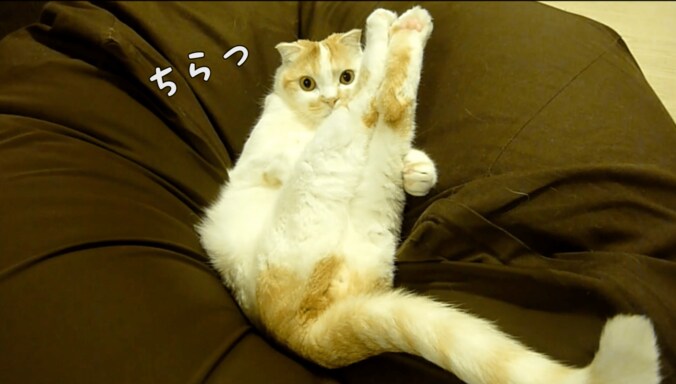 スコティッシュ猫のポッケが全力で癒してくる　「足ピーン！」も 6枚目