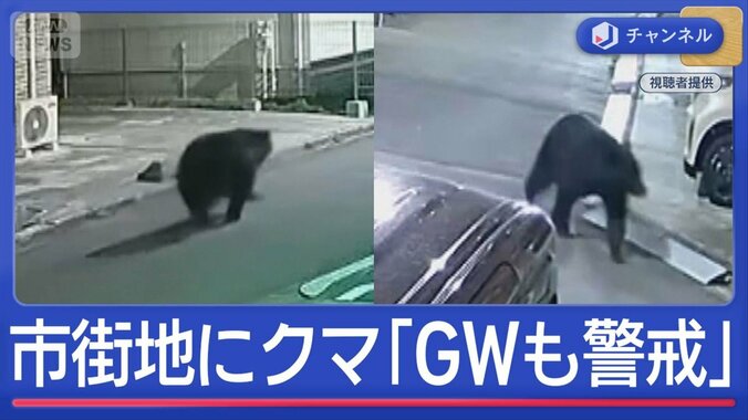 住民騒然“市街地にクマ”　専門家｢GWも警戒｣ 1枚目
