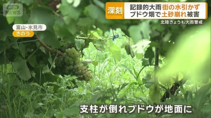 支柱が倒れブドウが地面に