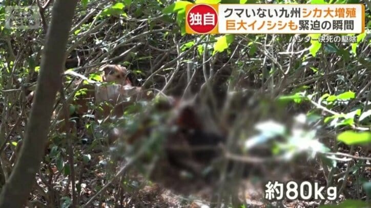 仕留めた約80キロの巨大イノシシ