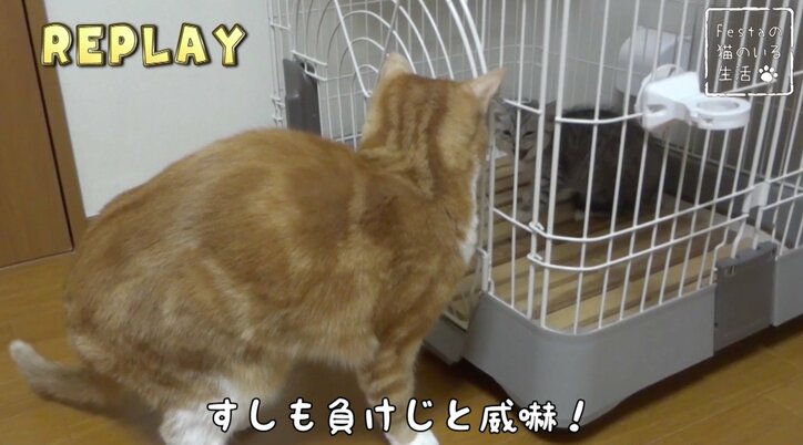 猫「お姉ちゃんって呼んでもいい…？」 姉妹のドキドキ10日間を放送決定