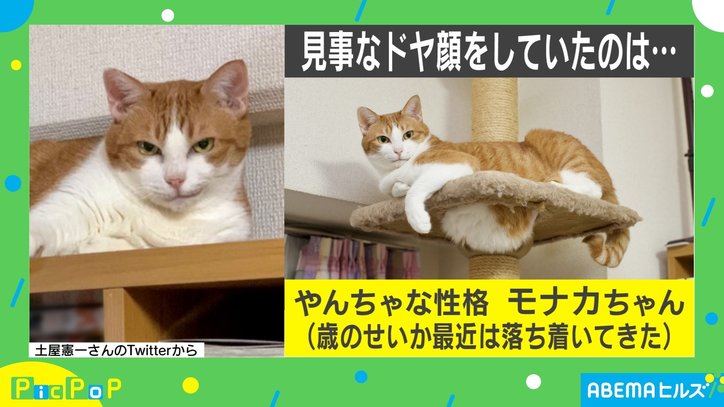 悪巧み？ボス感漂う猫の“キメ顔”が話題「ニヒル」「見透かされてる気分」