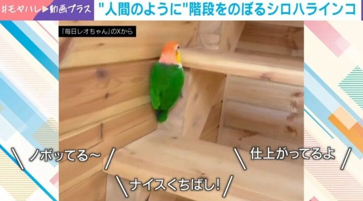 シロハラインコのレオちゃん