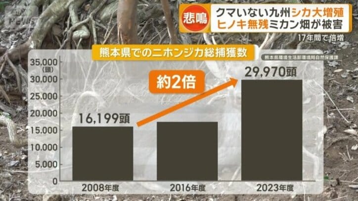 熊本での二ホンジカの捕獲数