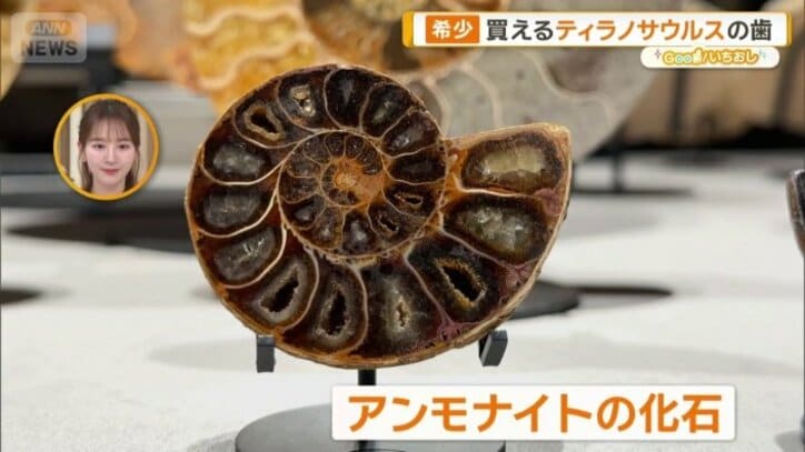 アンモナイトの化石