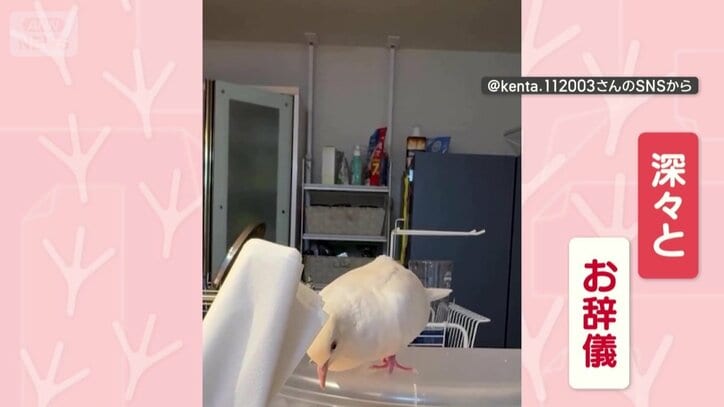 キッチンペーパーに深々とお辞儀！