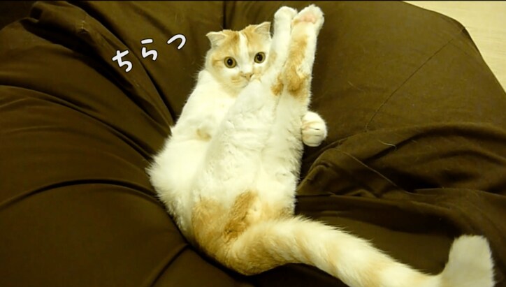 スコティッシュ猫のポッケが全力で癒してくる 「足ピーン!」も