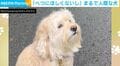 「べつにほしくないし」おやつをチラチラ“盗み見”する犬に「何回も薄目の横目でw」「そんな卑しくないですってフリ(笑)」など反響