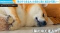 どんな夢を見ているの？柴犬が寝ながら前足を“バタバタ” 可愛らしい光景に「ドラムの練習中」「ピアノ弾いてる」の声