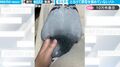 これは一体、どういう状態!? 飼い主に甘えすぎて完全にとろけてるハト、もはや原型をとどめていない姿がかわいすぎると話題に「飼い主と意思が通じてる」