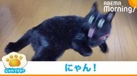 「ビックリとかの次元じゃない」ご飯に反応した猫の漫画のような表情