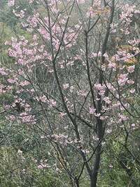 假屋崎省吾『鎌倉の我が家の庭に台湾リスが桜をきい散らかしに‼️』