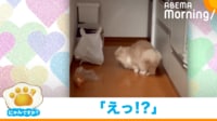 【映像】くつろぐ猫の“突然の跳躍”