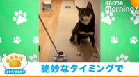 【映像】ホールインワンを阻止する柴犬