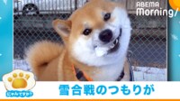 【映像】雪合戦のつもりだったのに…食べちゃう柴犬