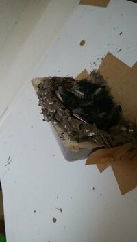 田中卓志（アンガールズ）『ツバメ！』