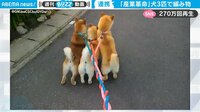 3匹の柴犬が散歩中に大興奮→リードが“三つ編み”状態に…。ほっこり珍現象と原因に反響 【ABEMA TIMES】