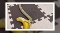 トカゲに“デスロール”を仕掛けられるバナナ