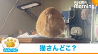 【映像】“毛の生えた卵”の正体（普段の姿）