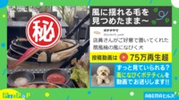 【映像】風にも動じない犬