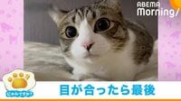 【映像】カメラ越しに目が合った猫の一部始終